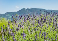 Lavendel-Stauden am Wegesrand